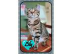 Adopt LILY LUCY bonded sisters a Domestic Short Hair