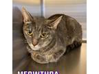 Adopt Meowthra a Domestic Short Hair