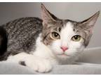 Adopt Silver a Tabby, Domestic Short Hair