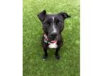 Adopt Olive a Pit Bull Terrier