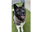 Adopt Kia ~ PENDING a Akita