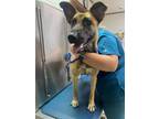 Adopt Zoey a German Shepherd Dog