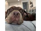 Adopt Annette a Pit Bull Terrier