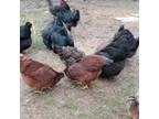 Chickens, hens and roosters
