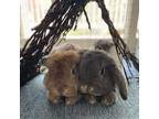 Adopt Taz and Ziggy a American Fuzzy Lop