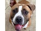 Adopt Marge a American Bully, Pit Bull Terrier