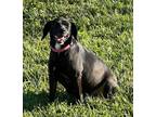 Adopt Cashmere a Labrador Retriever