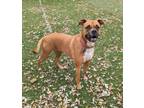 Adopt Brandy (nka Kira) a Boxer, Mixed Breed