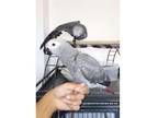 KZ4 African Grey Parrots Birds
