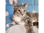 Adopt Presley a Domestic Short Hair, Tabby