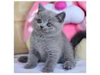 DEE 2 British shorthair kitten