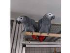 ICE4 African Grey Parrots Birds