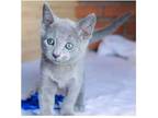 AWW 3 purebred Russian blue kittens