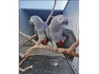 UIO4 African Grey Parrots Birds