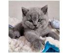 SV 2 British shorthair kitten