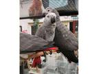 SDQ4 African Grey Parrots Birds