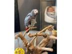 CYI4 African Grey Parrots Birds