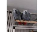 CGH4 African Grey Parrots Birds