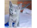 BK 3 purebred Russian blue kittens