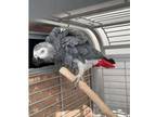 JOV4 African Grey Parrots Birds