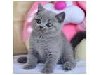 IM 2 British shorthair kitten