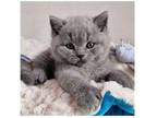 KNO 2 British shorthair kitten