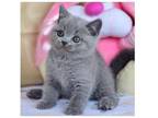 SLV 2 British shorthair kitten