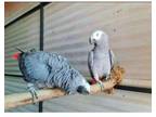 KII4 African Grey Parrots Birds