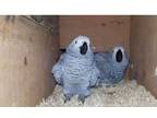 AOO4 African Grey Parrots Birds