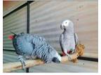 VOM4 African Grey Parrots Birds