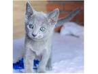 GII 3 purebred Russian blue kittens