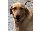 Adopt ROXIE a Labrador Retriever