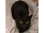 Adopt Sophie a Bombay, Domestic Short Hair