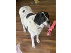 Adopt luna a Great Pyrenees