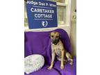 Adopt Winnie the Whippet a Whippet, Jack Russell Terrier