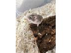 Adopt BonBon a Hamster