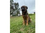 Adopt Delilah a German Shepherd Dog, Labrador Retriever