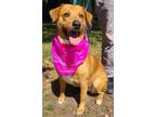 Adopt BUTTERCUP a Collie, Labrador Retriever