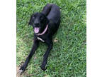 Adopt HOLLY a Black Labrador Retriever, Great Dane