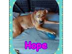 Adopt hope a Husky