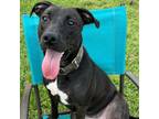 Adopt nala a Pit Bull Terrier, Black Labrador Retriever