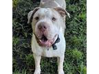 Adopt smoosh a Shar-Pei