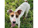 Adopt penny a Jack Russell Terrier