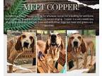 Adopt Copper a Coonhound