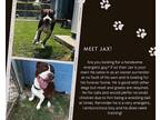 Adopt Jax a Pit Bull Terrier