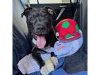 Adopt GT "Snuggles" - Gentle & Calm a American Staffordshire Terrier
