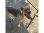 Adopt Nacho a Pit Bull Terrier, German Shepherd Dog