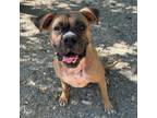 Adopt Gunner a Boxer