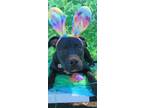 Adopt Loki a Pit Bull Terrier, Labrador Retriever