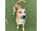 Adopt Tanner a Black Mouth Cur